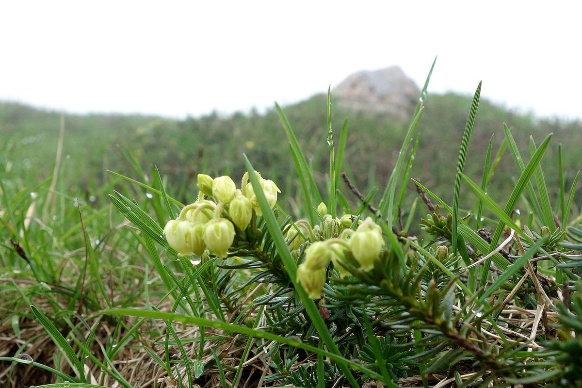 ツツジの写真 by Blue Poppy アオノツガザクラです。 クリーム色の花が清楚で可愛いツ