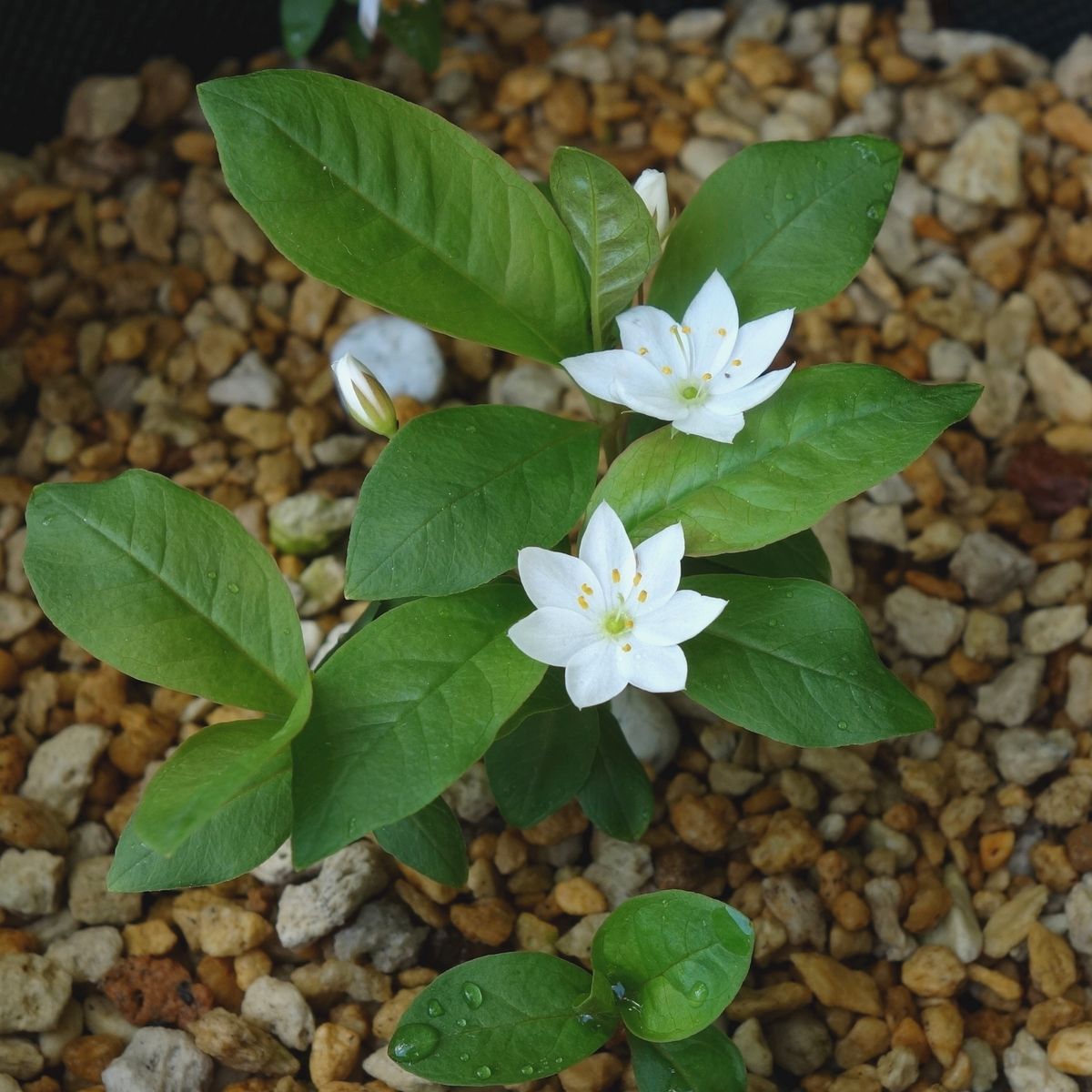 ツマトリソウです。 高山植物というほど高山性ではないのですが、個人的にとても好き