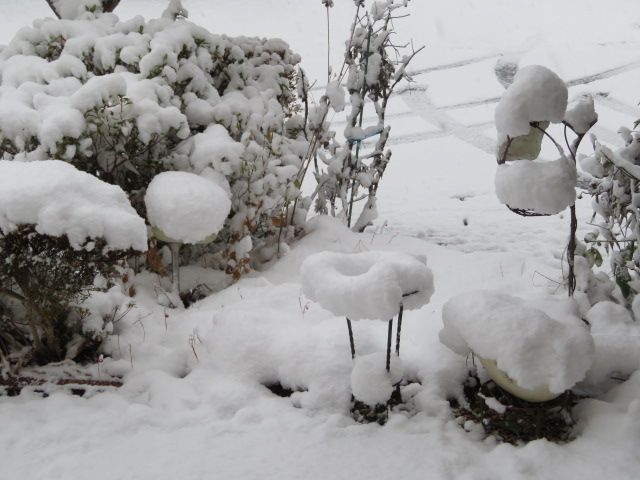 庭の木々もすっぽりと雪に覆われてしまいました。。(≧∀≦)