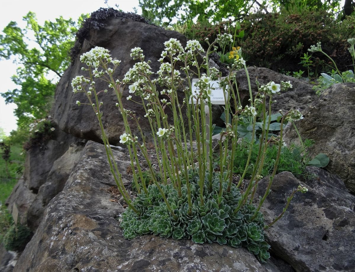 サキシフラガ（高山性）の写真 by 小春 Saxifraga paniculata アルプスの山岳 3500mま