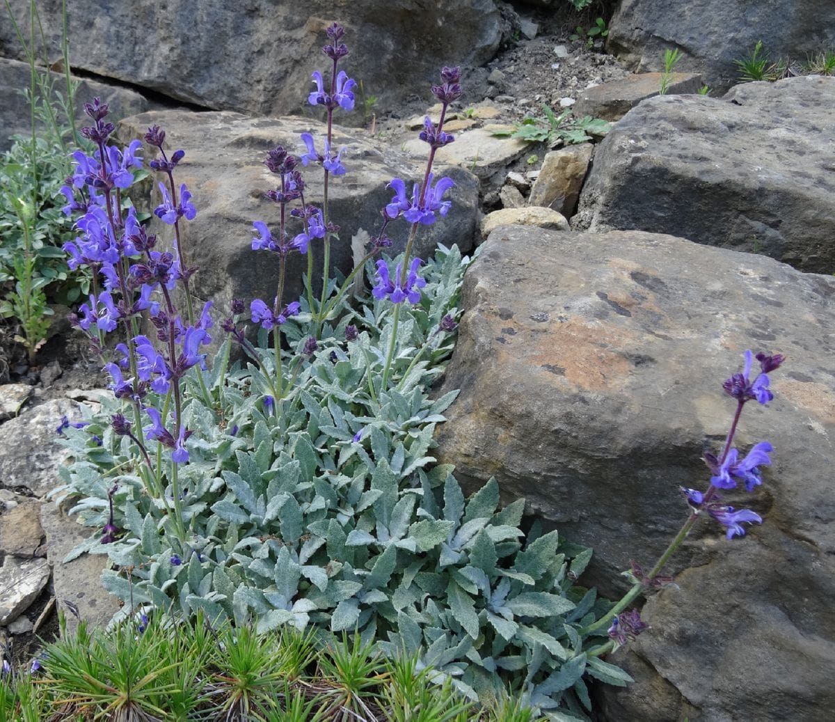 Salvia canescens var. daghestanica サルヴィア・カネシェンス コーカサスの山地 銀