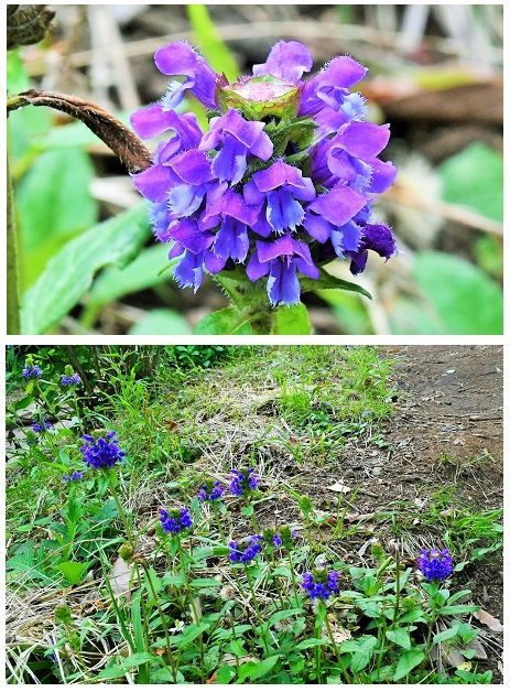 シソ科『ウツボグサ』上の方まで花が開いてきました。 日当たりのいい草地に紫色の唇