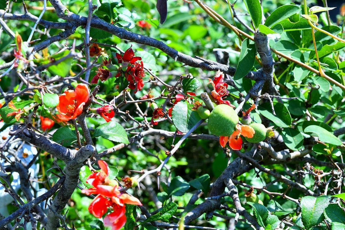 ボケの写真 by shonan バラ科『クサボケ』四季咲きなのかよく分かりませんが 花と果実