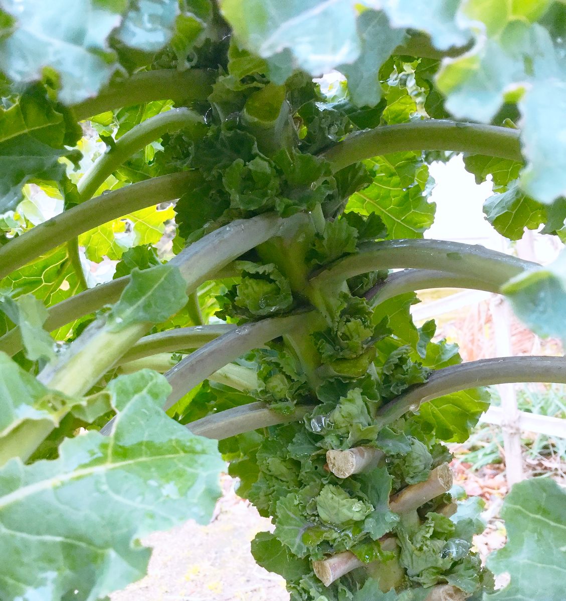 プチヴエール🌿  葉を摘みとり、脇芽を大きくする野菜。 暫く畑に行ってなかったら、こ