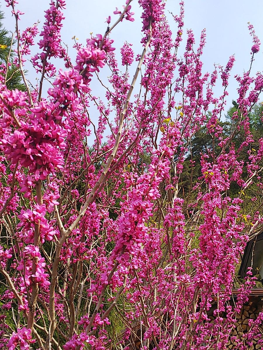 ハナズオウの写真 by いわて花メン(o▽n) ハナズオウ。 桜とバトンタッチでピンクの花