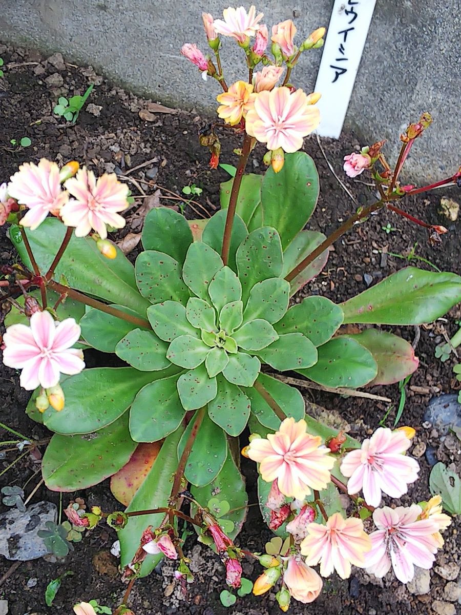 レウイシア。 目立たない場所に植えてしまい、すっかり存在を忘れておりました💦  いま