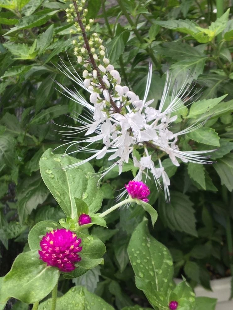 ネコノヒゲ 3番花 やっと咲き始めたセンニチコウとお隣さん