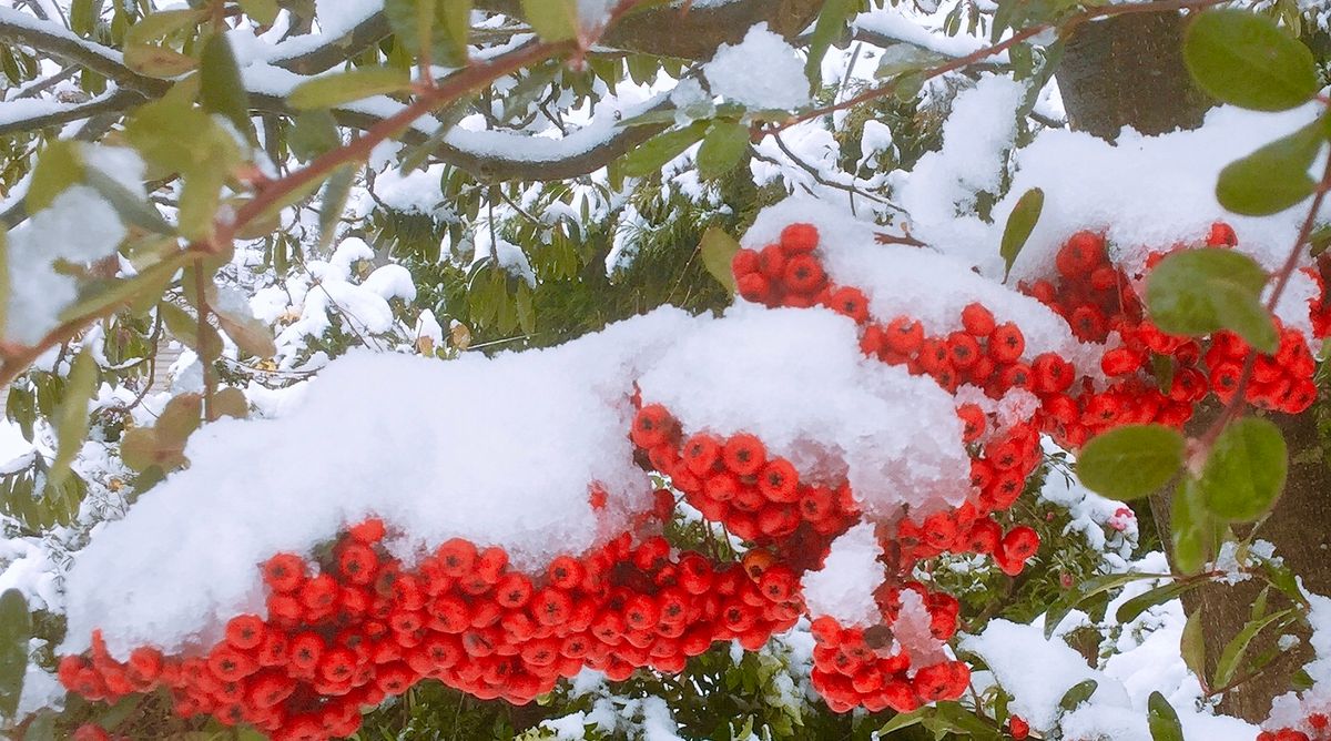 ピラカンサの写真 by えのみん ピラカンサと雪❄️  1月5日