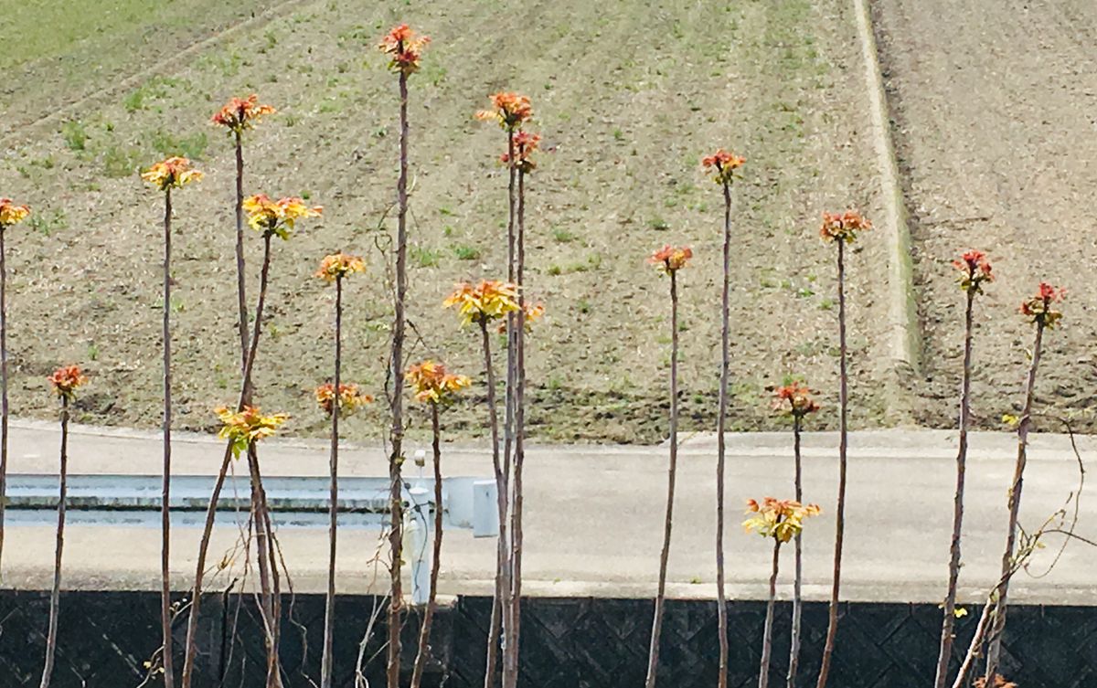 愛媛県で見つけました。先だけ葉っぱ🌱 なんだろう❓ どうやら、ウルシ属ではないかと‥