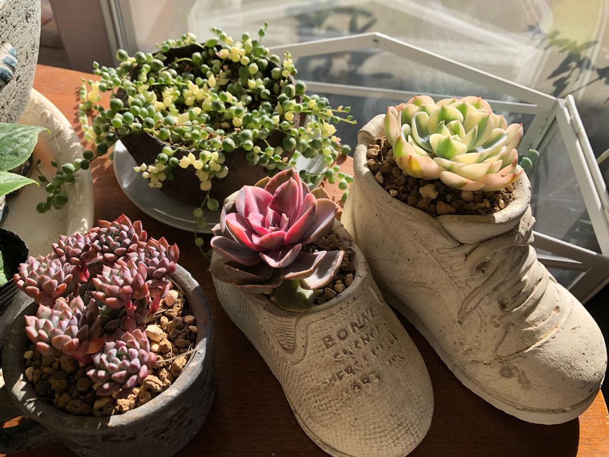 かわいい靴の植木鉢にルノーディーンと多肉植物のアルバム