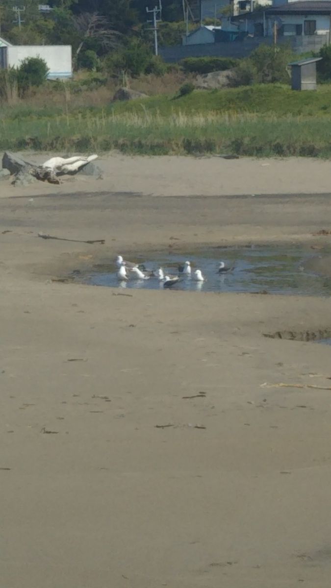 三陸復興国立公園 種差海岸  海に注ぐ小川で、水浴びをしていました🎵 真水で水浴び…意