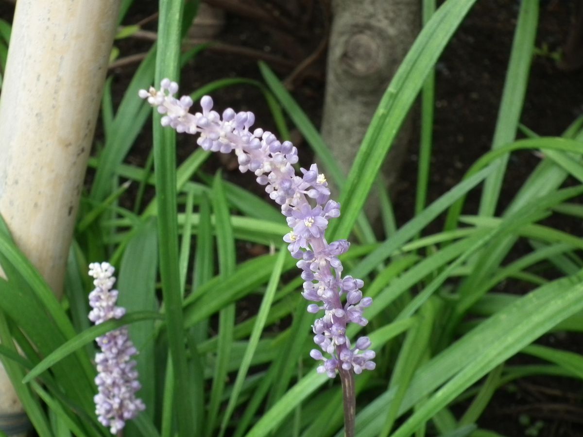 2019年7月 ヤブラン開花