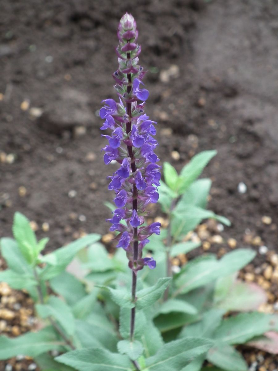 2019年7月 ＜花壇の花＞ サルビア カラドンナ（宿根）の開花