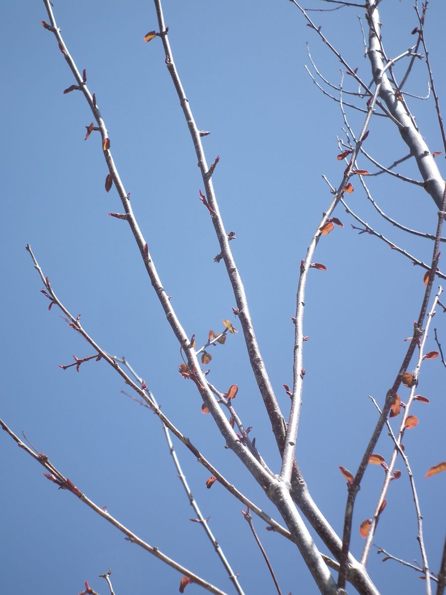 カツラの写真 by wai 2019年4月 昨年冬前に落葉して丸坊主状態でしたが、 新芽が出て