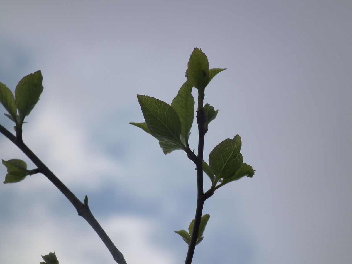 2019年4月 アオハダの芽吹き ずっと丸坊主でしたが、芽吹いてくれました。