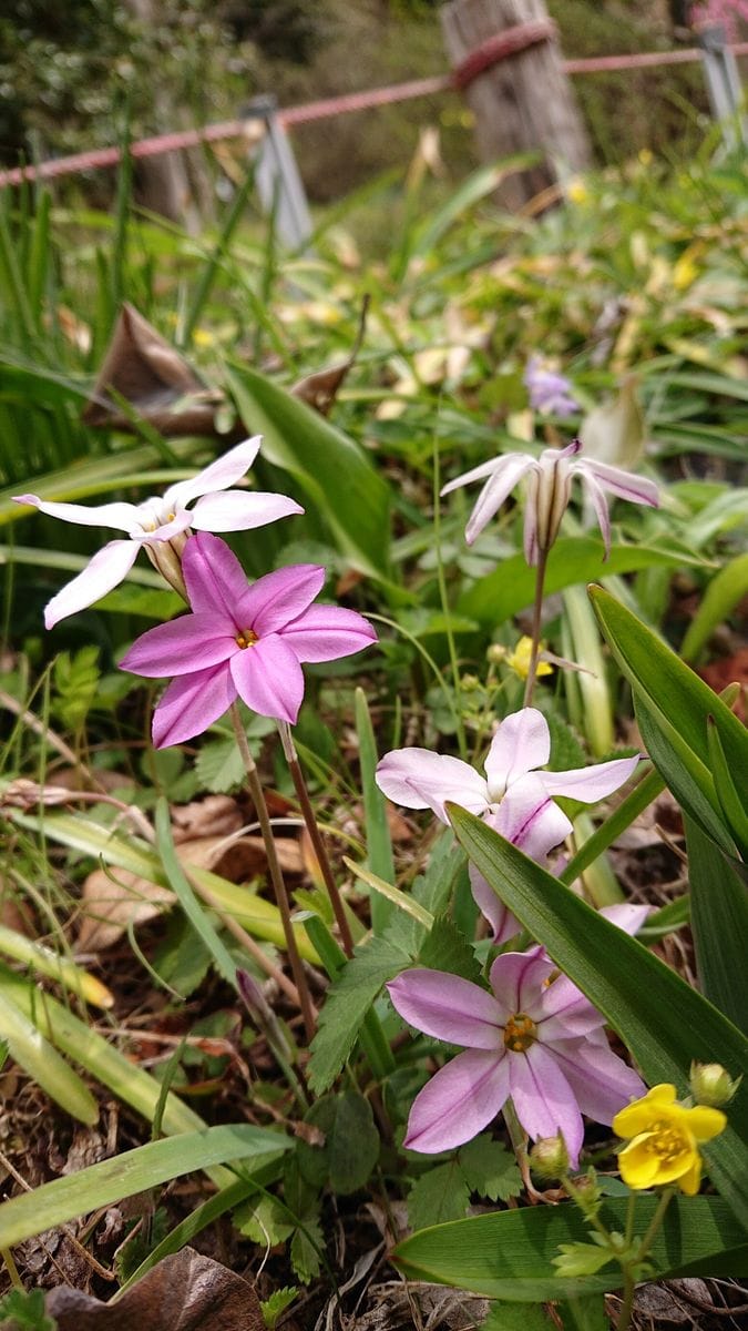 ハナニラ（イフェイオン）の写真 by しぃママ 大柿花山～ピンクのハナニラさん💕