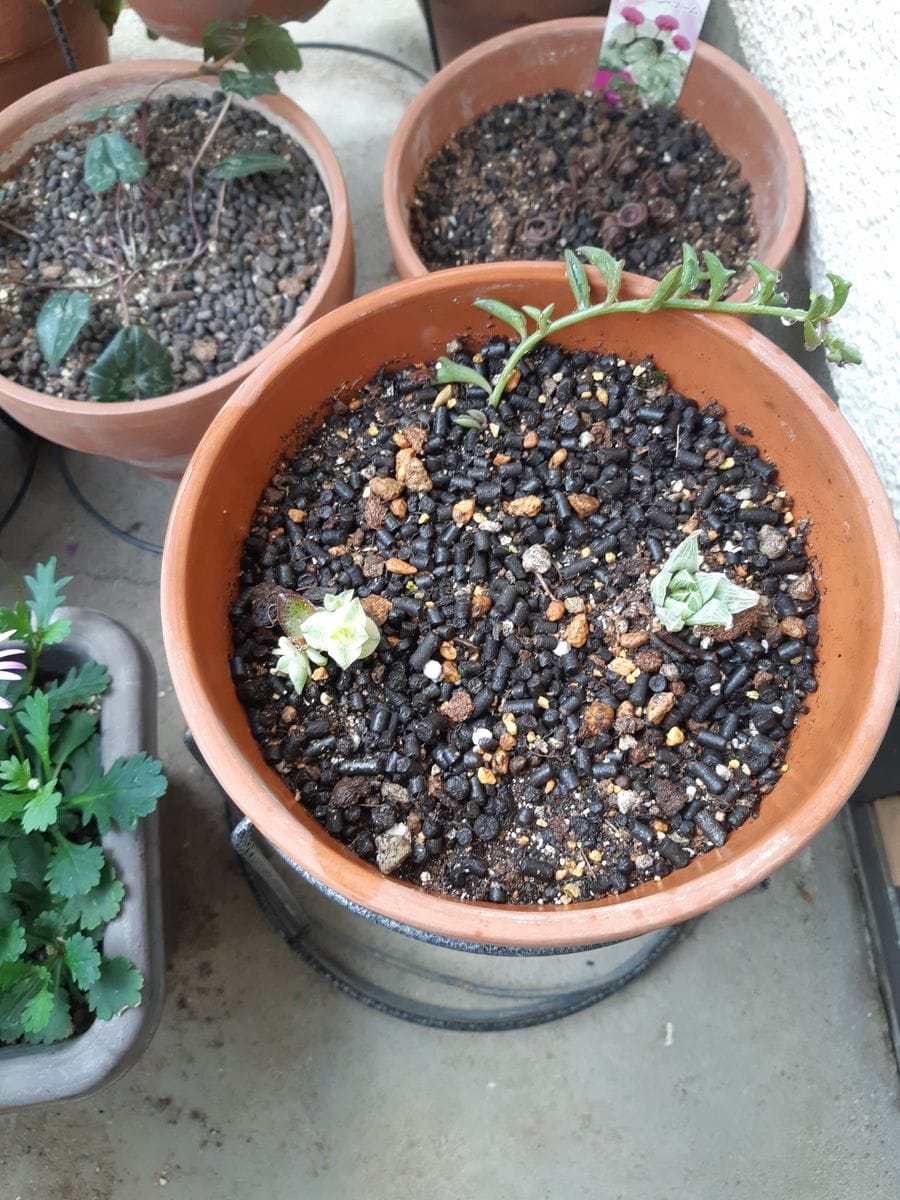 今度は知人に多肉植物（南十字星と祝宴錦 ハオルチア）をいただいて植えつけました