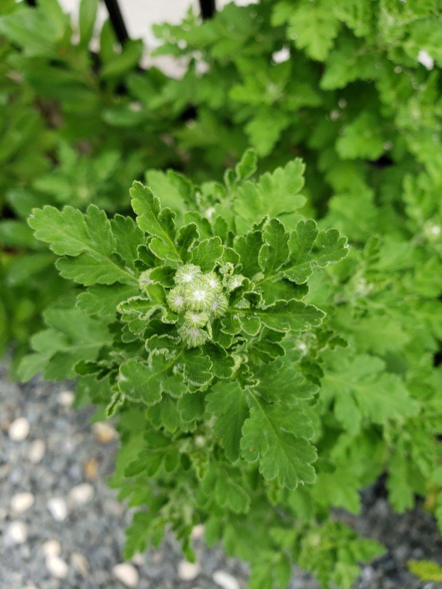 花友さんからの🎁苗  マトリカリア、 🌿にウニョウニョした模様が出来て、先日、何枚も