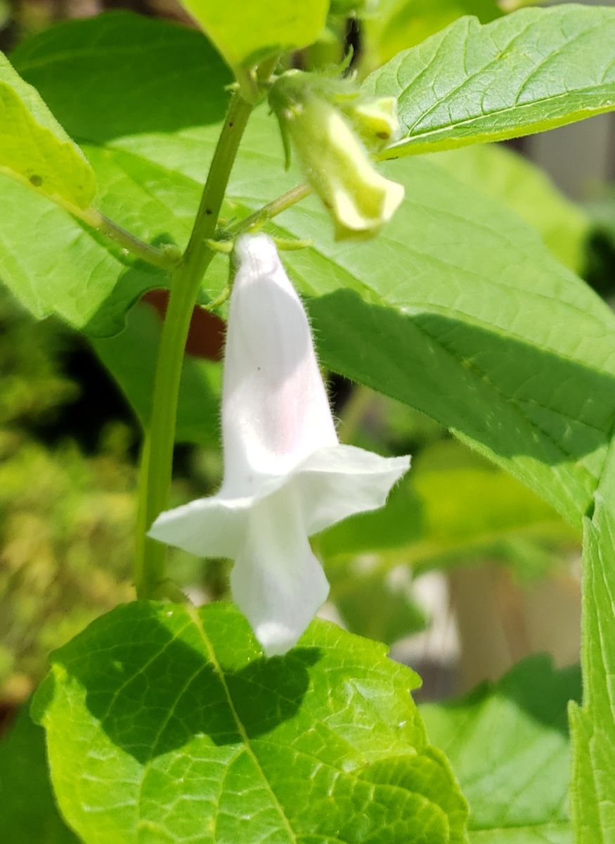 🔰黒ゴマの花、開花～、素晴らしい～😃🎵  自分がゴマを育てる、一年前には考えもしなか