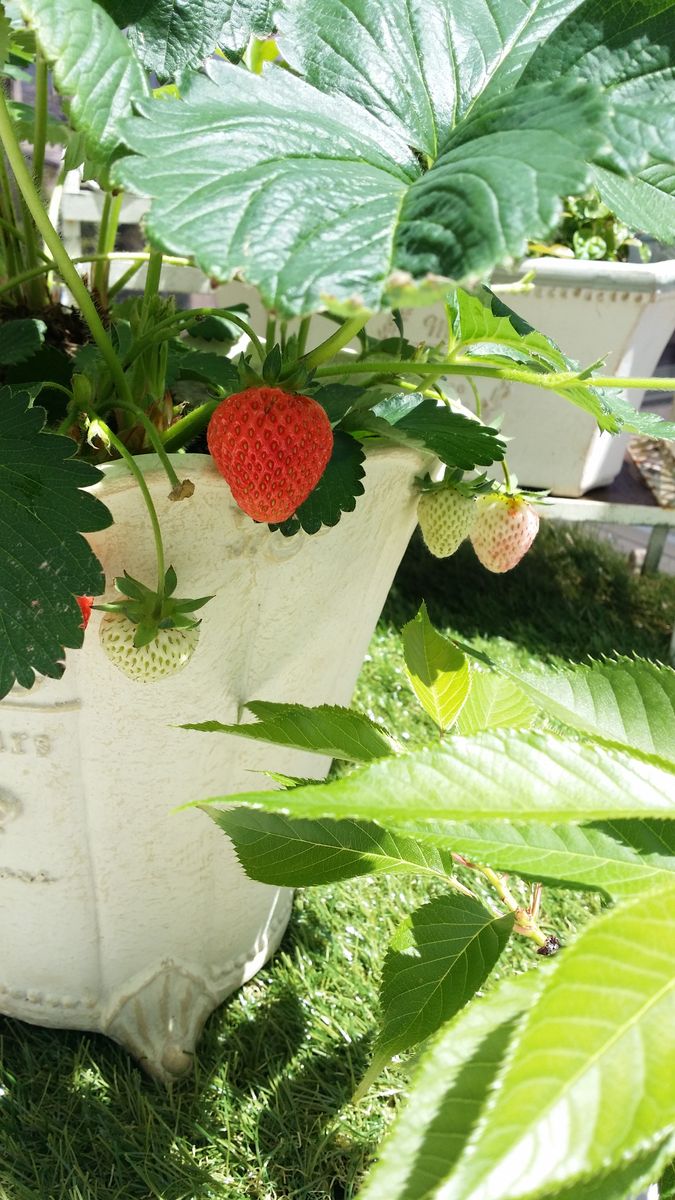 🍓イチゴ、大好き💕 2018年5月11日  前の家から連れてきたイチゴです😊🎵 一鉢はテラスで