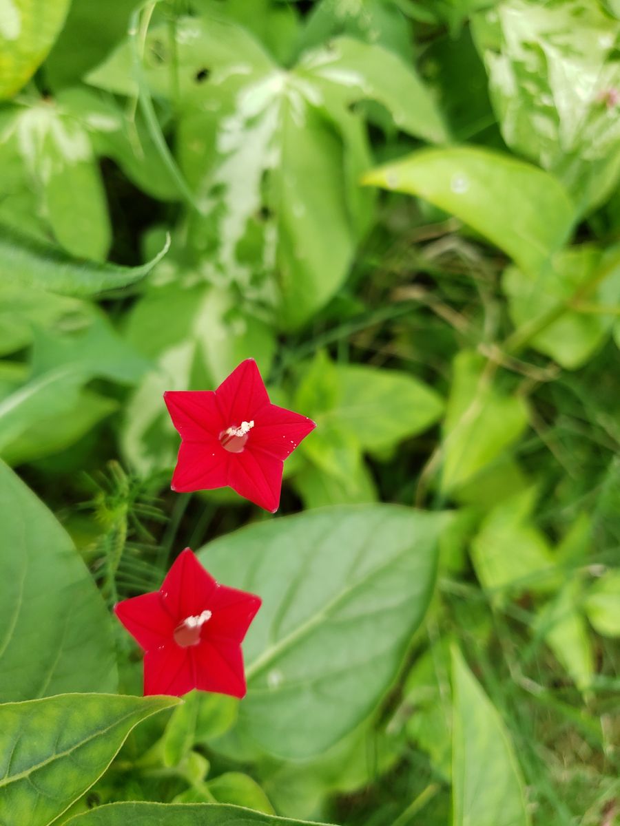 裏庭、プランターの蔓性植物  地面に近いところ、ルコウソウ、相変わらず可愛い❤️  オ