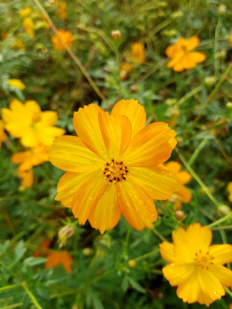 キバナコスモスの写真 by Nyarome 🌼キバナコスモスは満開🌼  と喜んでいたら、🐝🎵スズメ