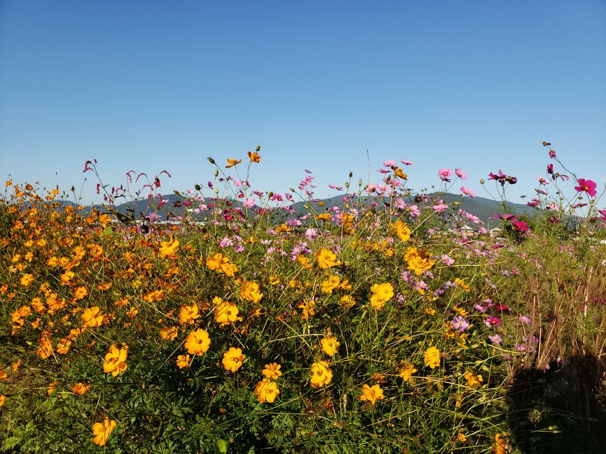 🧡🌸🌿コスモス畑 10月25日