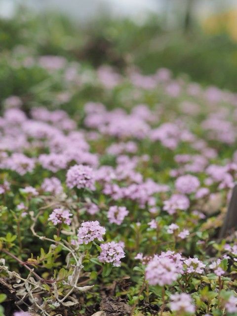 タイムの写真 by hautboisz ロンギカウリスタイムです。  お花がまあるく咲いてとって