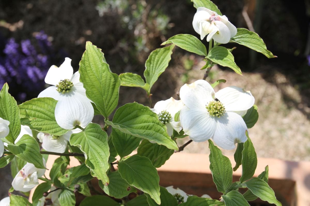 ハナミズキは鉢植えのままです。 我が家のシンボルツリーはカツラ、セカンドツリーは