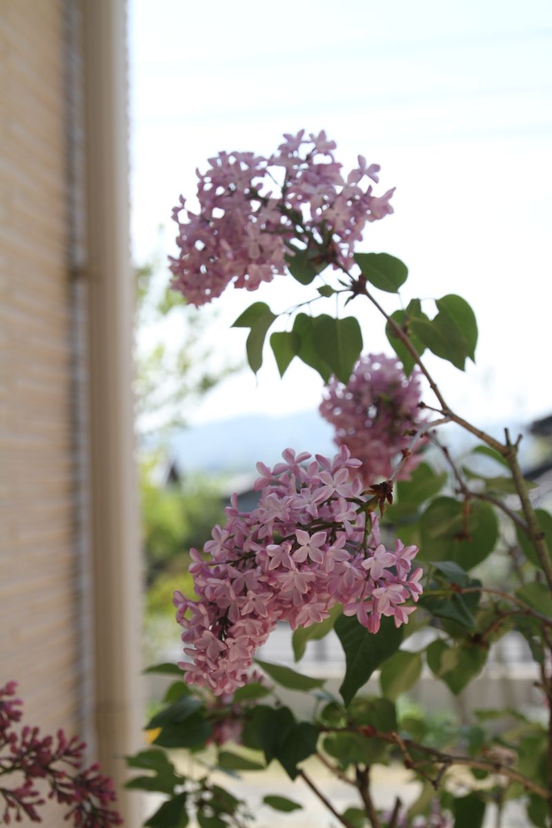 ロジアの鉢植えとしてライラックを置いています。 今はピンクの花が8部咲きくらいです