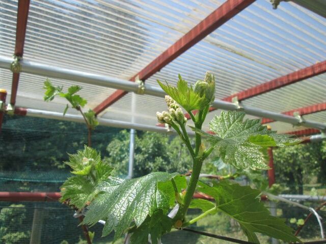 ブドウ巨峰の花芽。