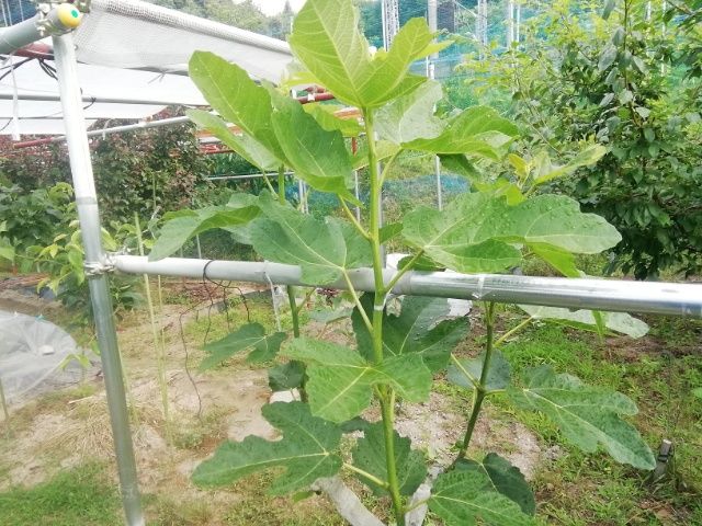 今日昼過ぎから雨の予報で風、雨対策でイチジクの枝誘引。