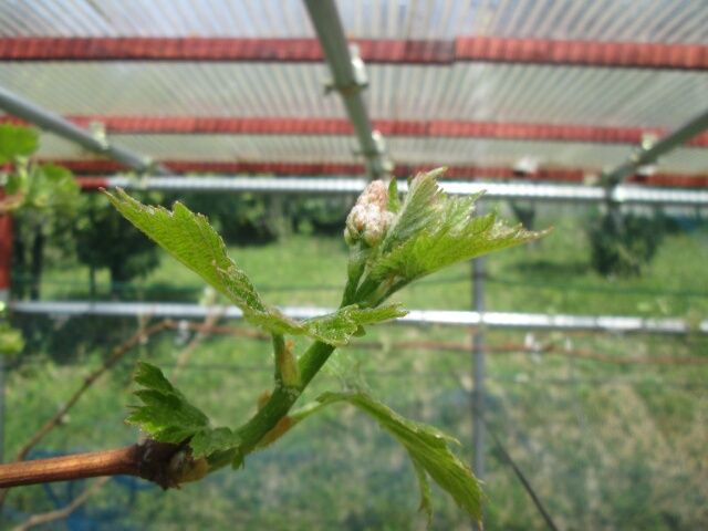 ブドウクイーンニーナの花芽。