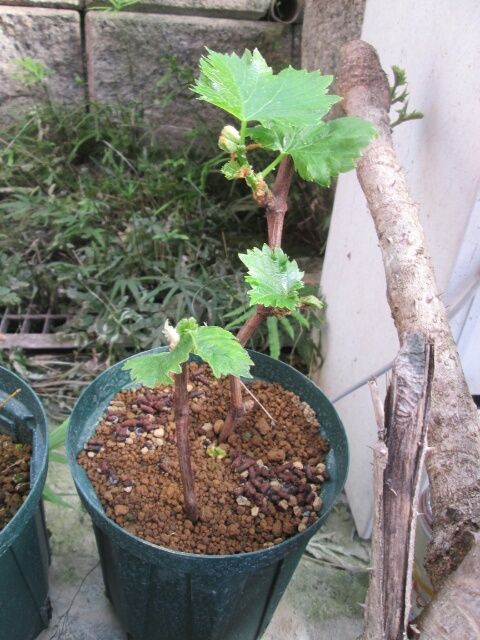 ブドウの写真 by 渋柿 ブドウの挿し木。 昨年植え付け時に１５０ｍｍ除去したのを冷蔵
