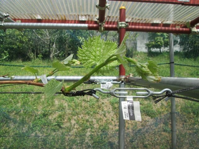 ブドウ紅伊豆の花芽。