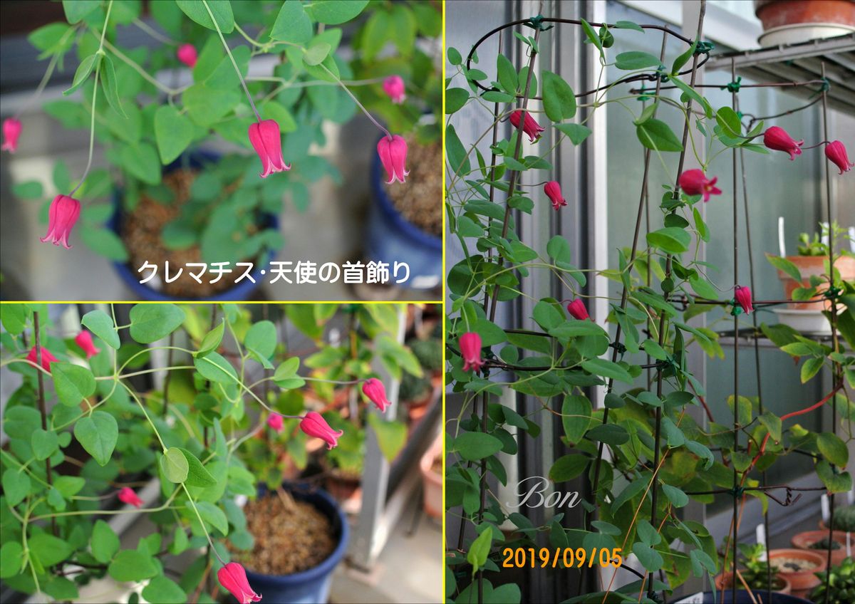 (2019.09.05)午前６時半頃撮影。 クレマチス・天使の首飾り 三番花です。