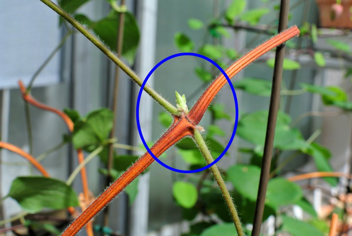 (2019.05.20)撮影。 クレマチス・紫丸。 一番花終わり花茎を…節と節の中間で弱剪定す