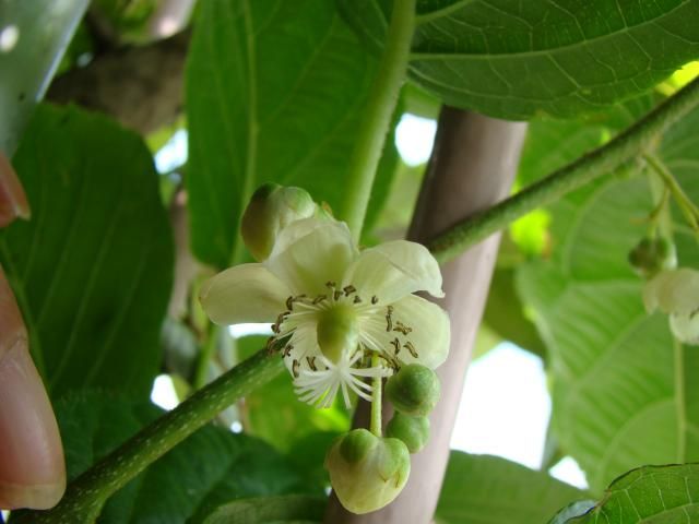 サルナシの写真 by おじさん さるなしの花、雌雄同株で一株で良く実が成ります。