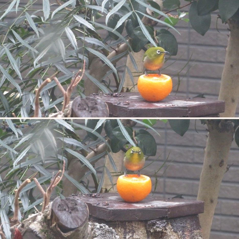 新しい🍊ミカンのある場を見つけた🐦メジロくん