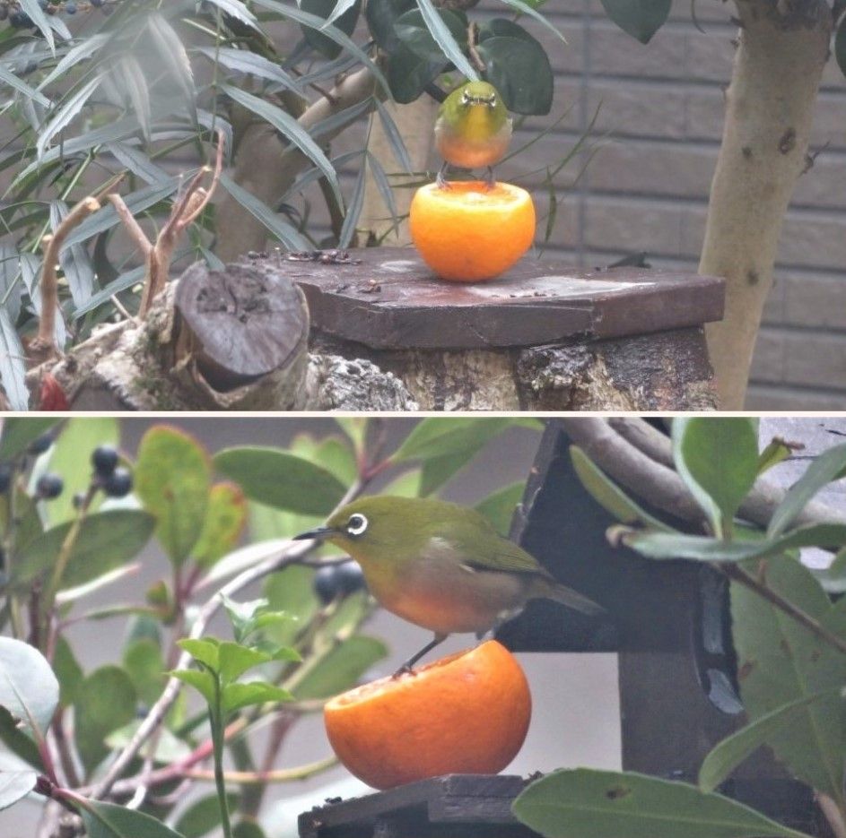 3⃣📷番いの🐦メジロくんも、🍊ミカンを食べる食事は別々に