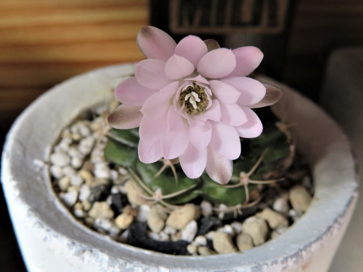 1⃣📷小さな体で、大きな花咲く🌵サボテン麗蛇丸...久しぶりに昨日から花が咲き、今日も