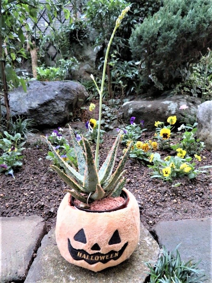 1⃣📷新たに仲間入りしたアロエフラミンゴ（Aloe Flamingo)...ハロウィーンスタイル鉢の