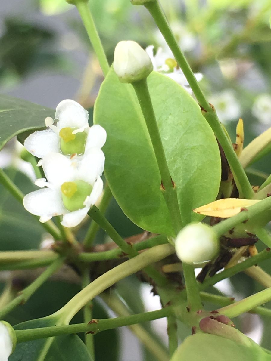 昨夏植えた時から赤い実を楽しませてくれたソヨゴ。でもたくさん虫にやられ、なかなか