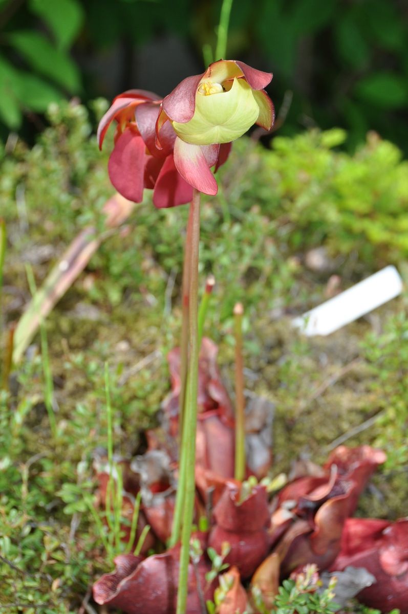 サラセニアの写真 by カワモチ サラセニア お花が綺麗に咲いてました～。食虫植物のお