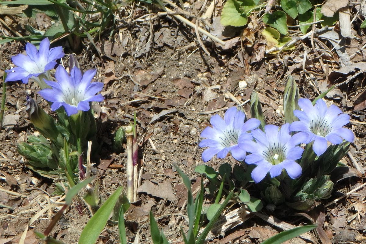 リンドウ（秋咲き）の写真 by カワモチ ハルリンドウのアップです～！この淡い薄青紫