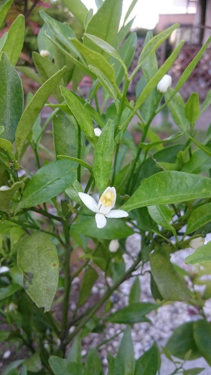 ポンカンの花が咲きました。