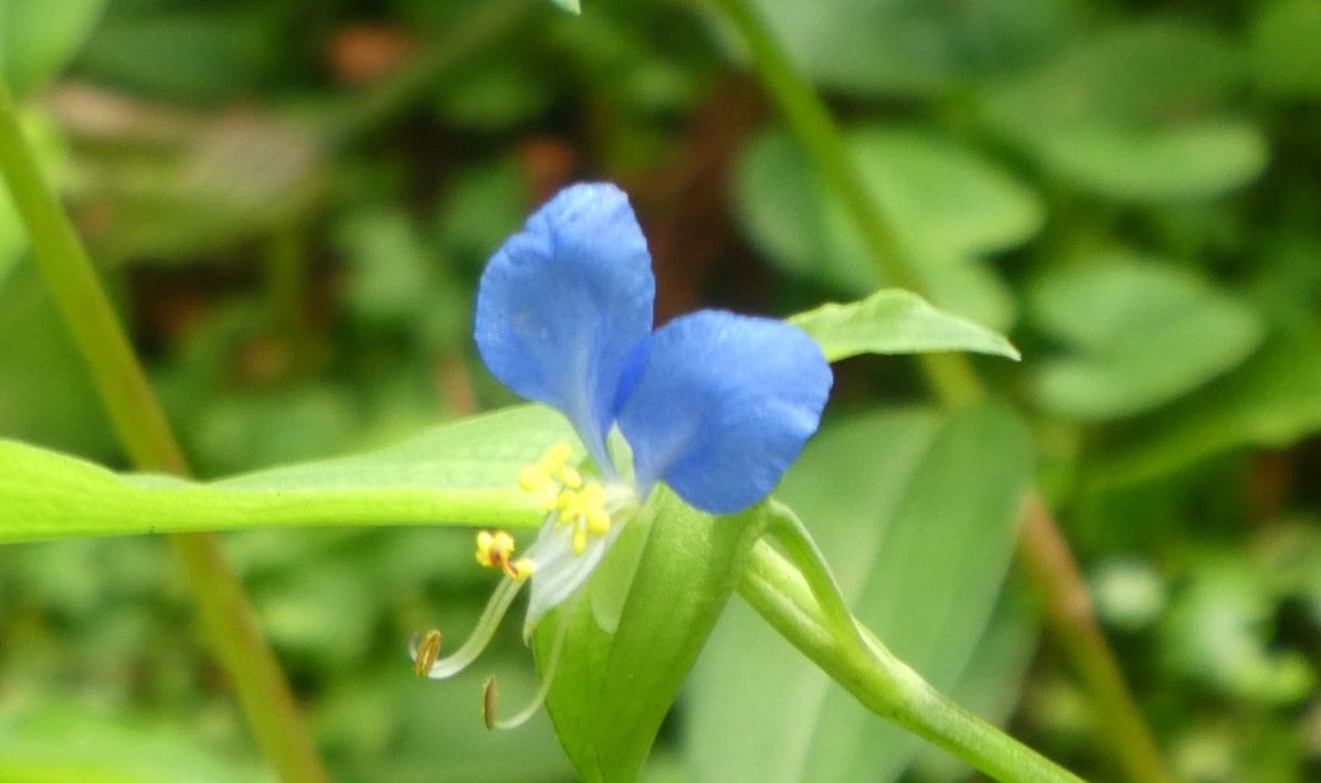 ツユクサ‼️ よーく見ると👀 夏の暑さを和らげる？ ような涼しげな感じかな😊