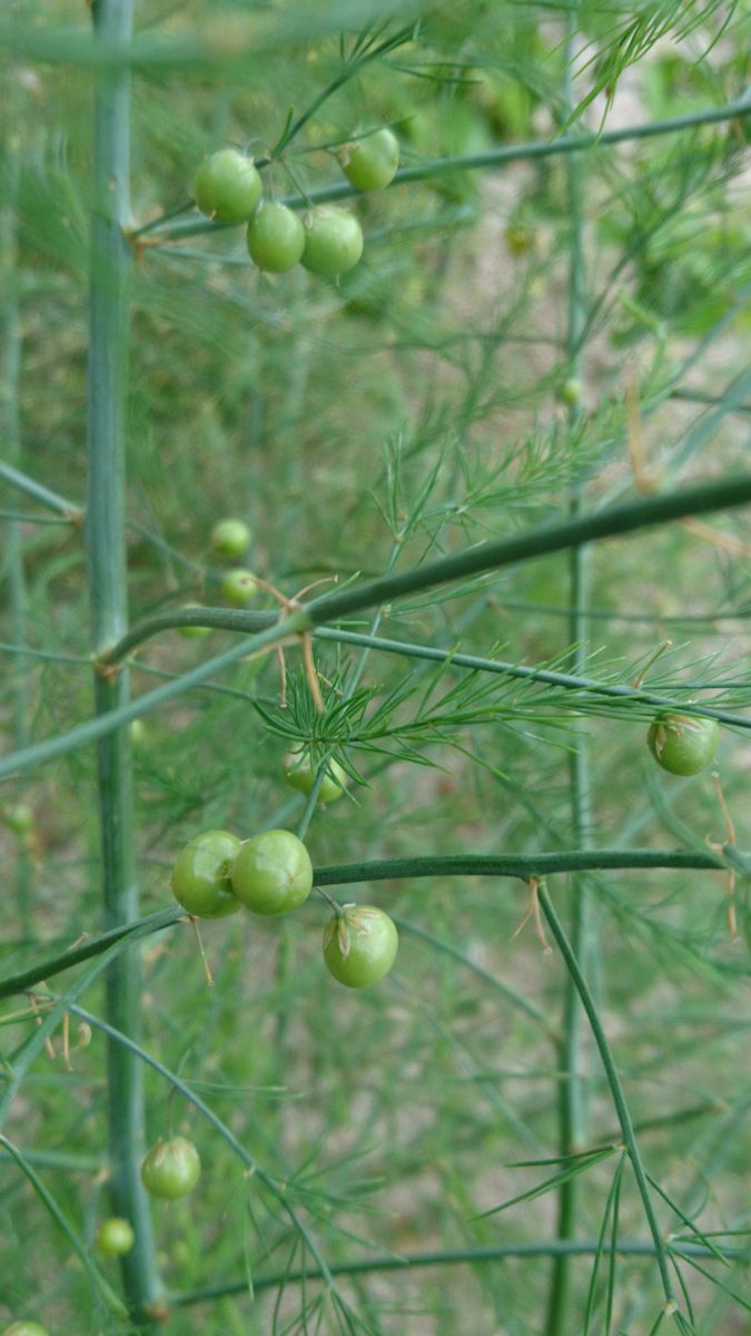 アスパラ、花が咲いたあとの枝には実がついています🙆