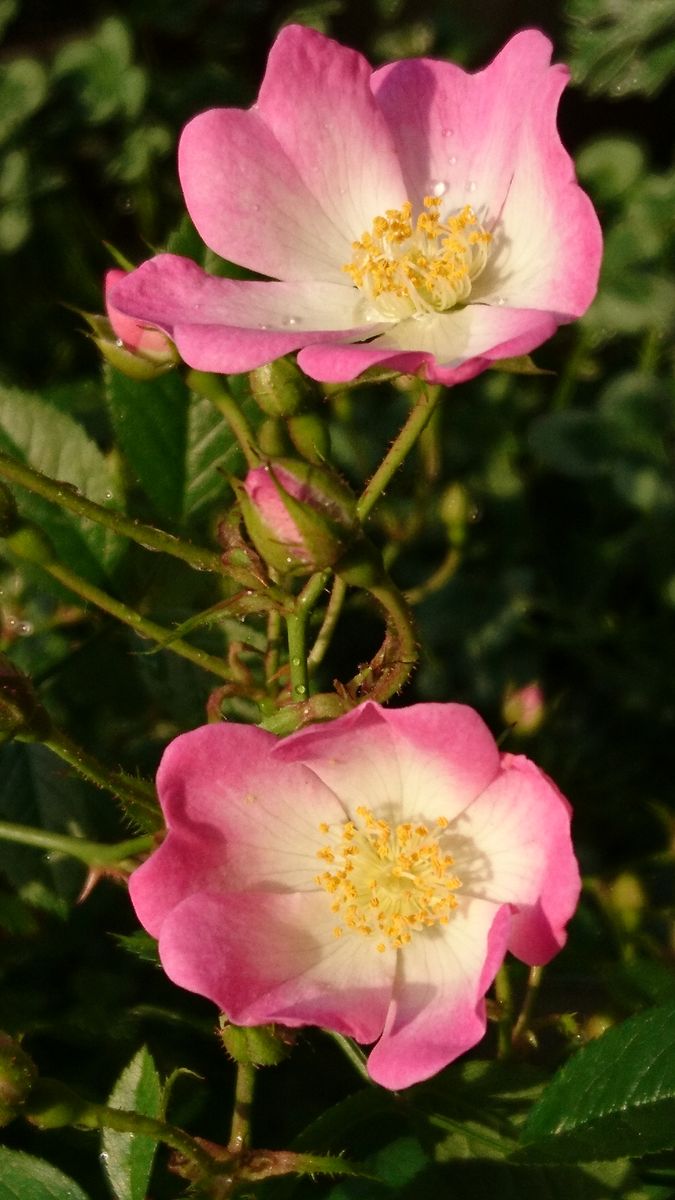 ミニバラ🌹れんげローズ(たぶん😅) 一重咲きのバラ、いいですねー😃