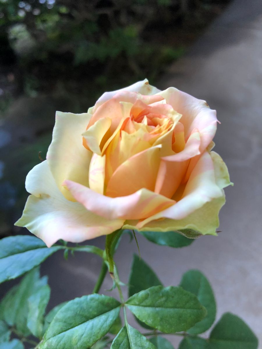 品種は分かりませんが、サーモンピンクとクリーム色の絞りが 美しい、ミニ薔薇です。